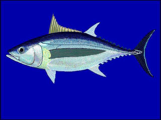 Image of Albacore Fish