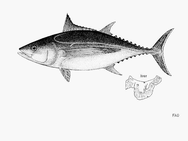 Image of Albacore Fish