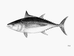 Image of Albacore Fish