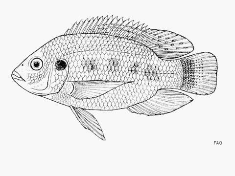 Image of Redeye tilapia