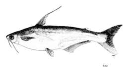 Image of Pangasius polyuranodon Bleeker 1852