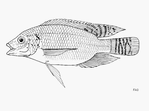 Image of Jipe tilapia