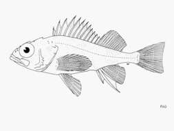Image of Cortez rockfish