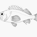 Image of Buccaneer rockfish