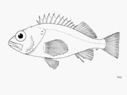 Image of Buccaneer rockfish