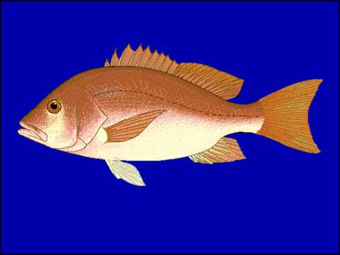 Image of Bream