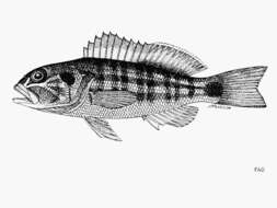 Image of Bighead sand perch