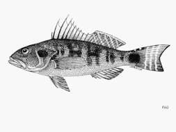 Image of Highfin sand perch