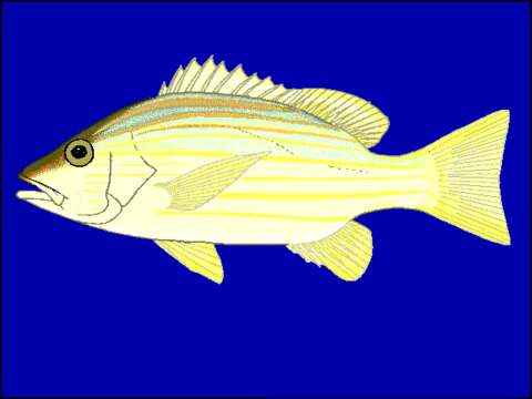 Image of Spanish flag snapper