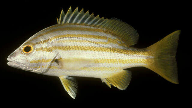 Image of Spanish flag snapper