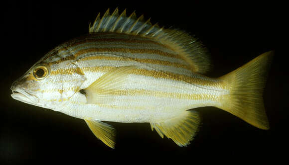 Image of Spanish flag snapper