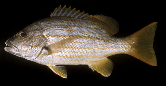 Image of Spanish flag snapper