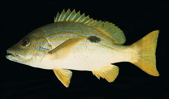 Image of Blue line snapper