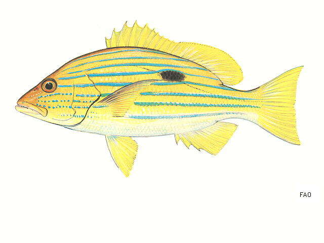 Image of Blue line snapper