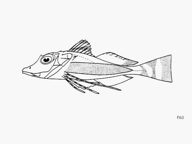 Image of Long-ray searobin