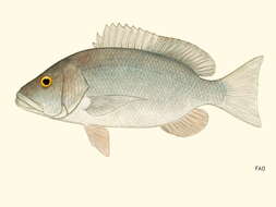Image of Canteen Snapper