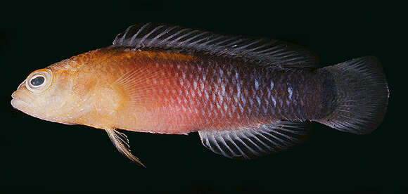 Image de Pseudochromis tapeinosoma Bleeker 1853