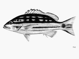 Image of Checkered Seaperch