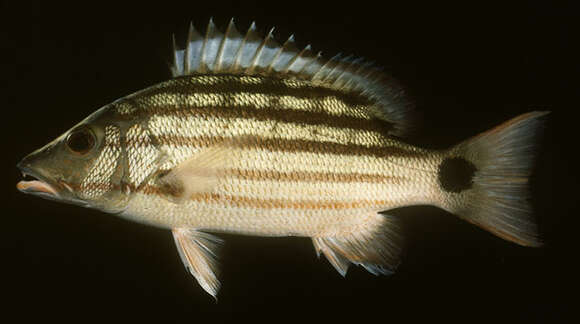 Image of Checkered Seaperch