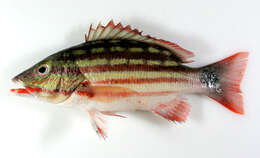 Image of Checkered Seaperch