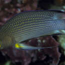 Image of Long-finned dottyback