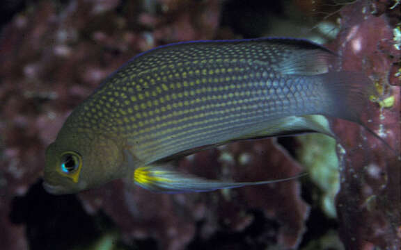 Image of Long-finned dottyback