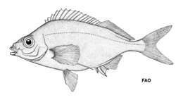 Image of St. Paul's fingerfin