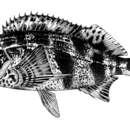 Image of Redfingers