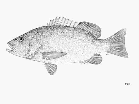 Image of African Brown Snapper