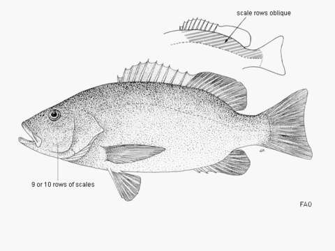 Image of African Brown Snapper