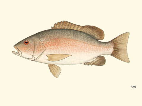 Image of African Brown Snapper