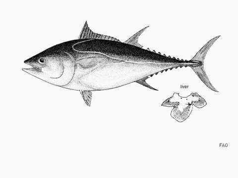 Image of Pacific Bluefin Tuna