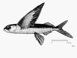 Image of Coromandel flying fish