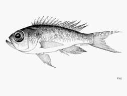 Image of Bigeye bass