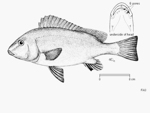 Слика од Plectorhinchus ceylonensis (Smith 1956)