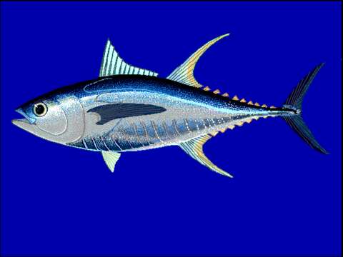 Imagem de Thunnus albacares (Bonnaterre 1788)