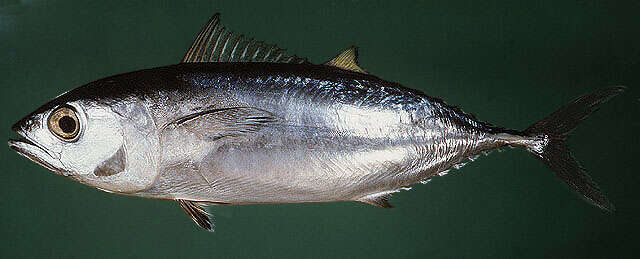 Image of Allison's Tuna