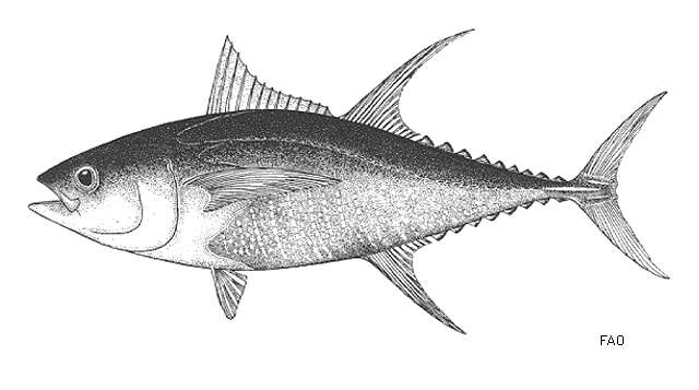 Imagem de Thunnus albacares (Bonnaterre 1788)