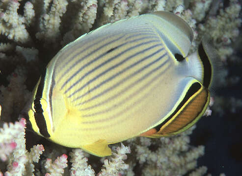 Image of Oval Butterflyfish