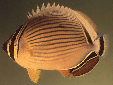 Image of Oval Butterflyfish