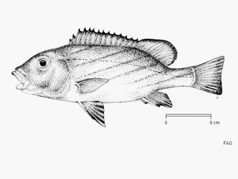 Слика од Plectorhinchus paulayi Steindachner 1895