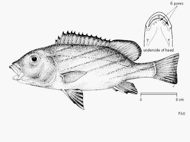 Image of Diagonal-lined sweetlips