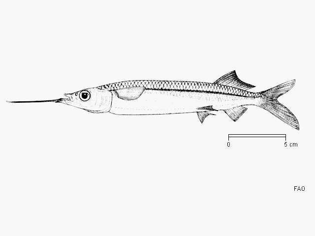 Image of Halfbeak