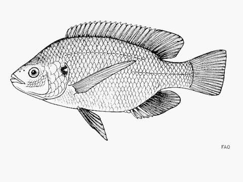 Image of Singida tilapia