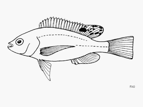 Image of Singida tilapia