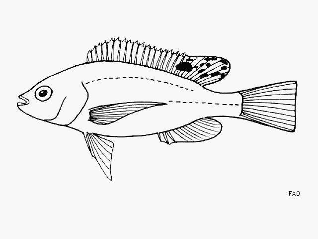 Oreochromis esculentus (Graham 1928) resmi
