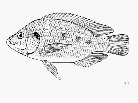 Image of Chilwa tilapia