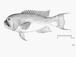 Bodianus macrognathos (Morris 1974) resmi