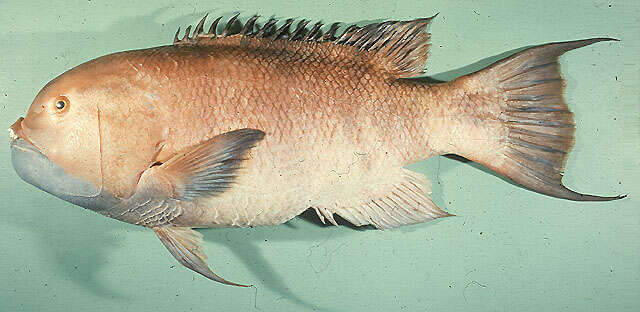 Image of Giant hogfish