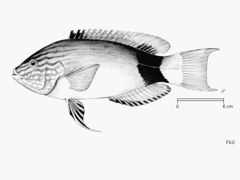 Слика од Bodianus macrourus (Lacepède 1801)